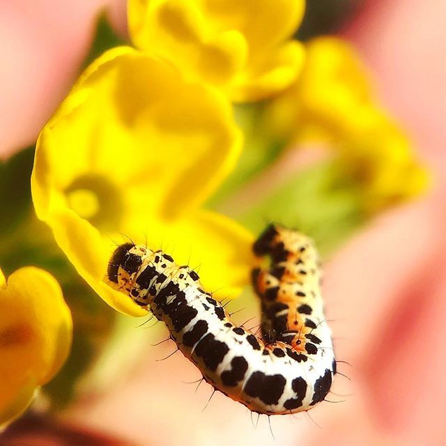 Nawisho's tweet photo. Einfach mal abhängen ....
.
Das sind die Blüten einer Schlüsselblume und eine mir unbekannte Raupe.
.
Sehr coole Haltung!
.
Kennst du diese Raupe bzw. Welcher Schmetterling daraus erwächst?
.
Ich war bei einem „Mönch“ aber bei meiner ersten Bestimmungswe… https://t.co/01TeSihsfb https://t.co/OpRrXlGVE5