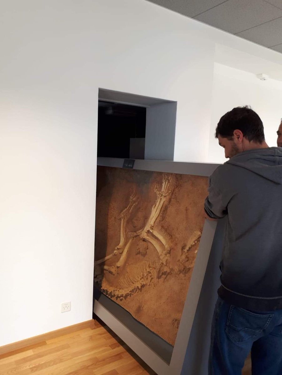 L’exposition itinérante du <a href="/museumtoulouse/">Muséum de Toulouse</a> «Préhistoire (s), l’enquête », en Suisse c’est bientôt chose faite! Attention montage en cours au <a href="/JURASSICAMuseum/">JURASSICA</a>. #liondescavernes #exposition #préhistoire