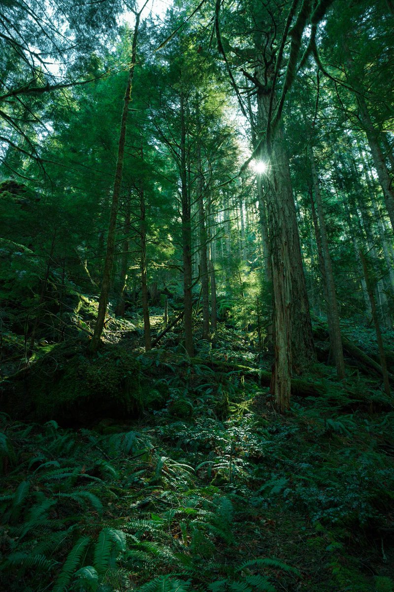 Oregon is finally starting to turn green. From u/Vehshya on /r/mostbeautiful #turngreen #finallystarting #oregon #mostbeautiful