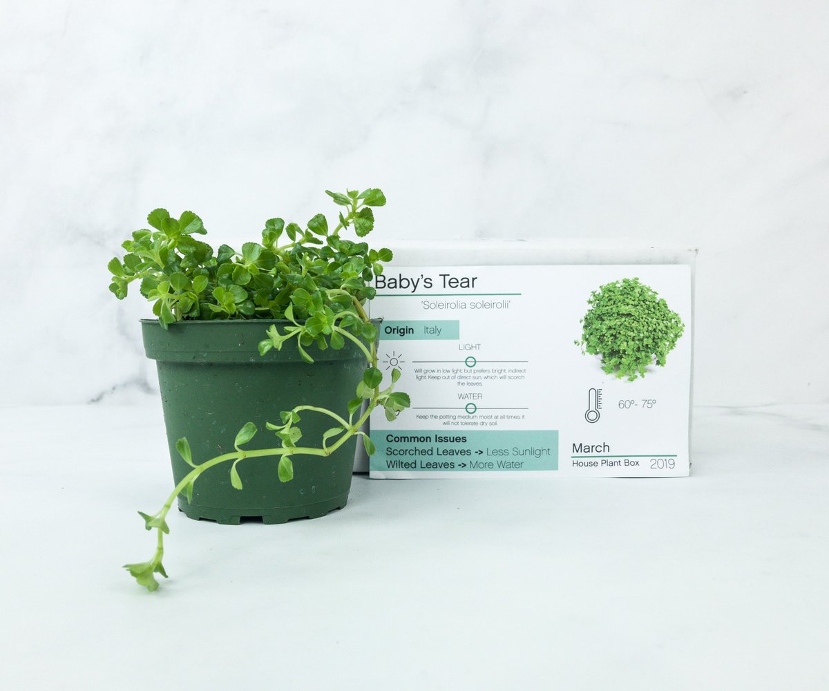 helloboxes's tweet photo. House Plant Box March 2019 Subscription Box Review - https://t.co/q6B42qtoRU #subscriptionbox #HousePlantBox https://t.co/DNnBcuAAhF