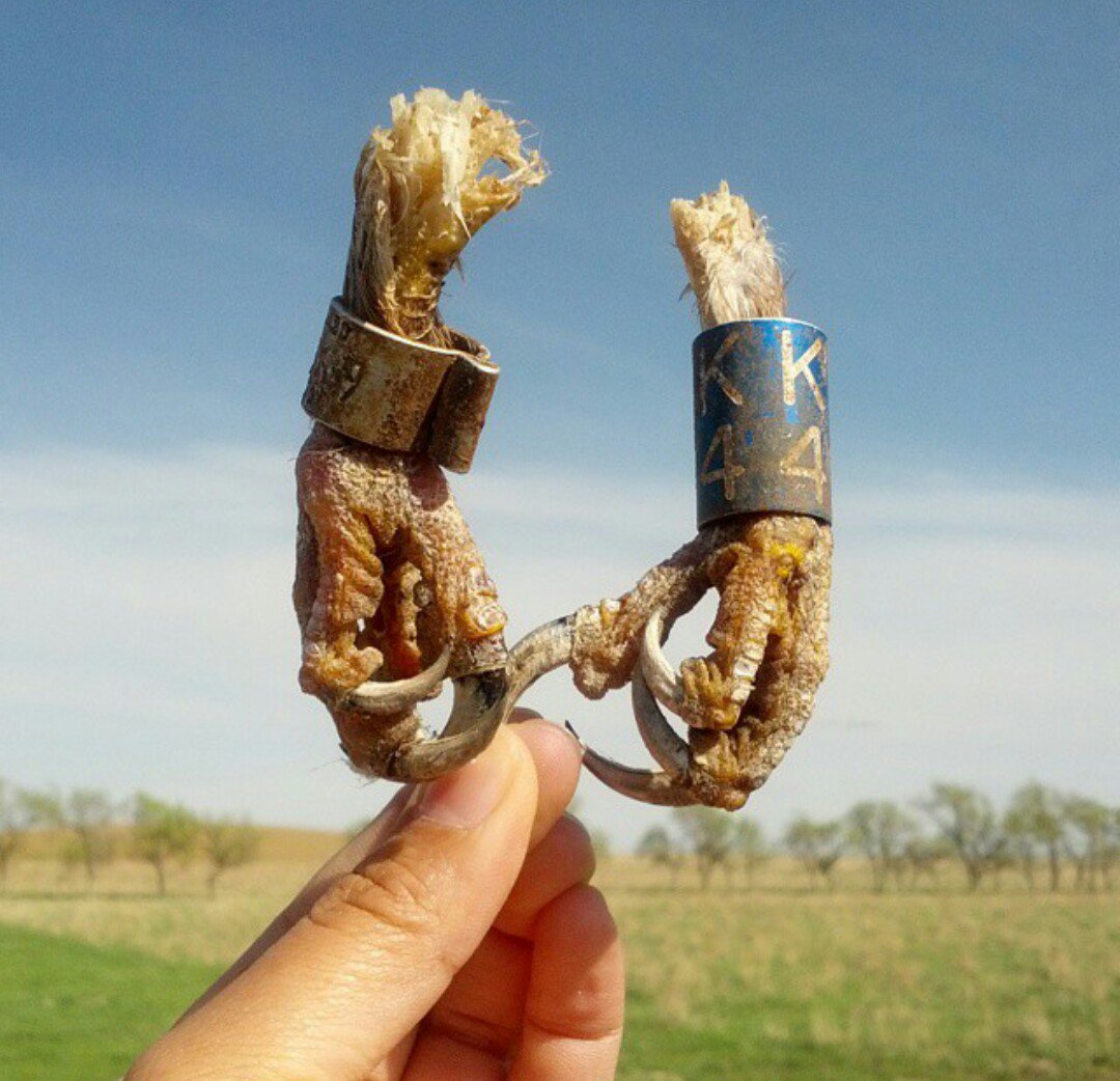 janetngbio's tweet photo. @spoonbill_hank I have the #BestFeets here.
Recovered hawk bits after investigating a downed satellite transmitter. https://t.co/0MMUcgNQf2