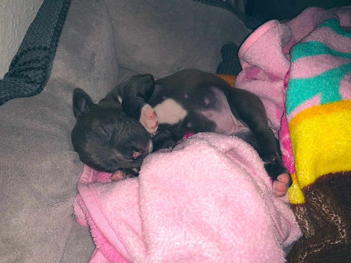 meghanwagoner's tweet photo. enjoy some pics of my 4 week old puppy ..... you’re welcome https://t.co/gnhKcQbQMF