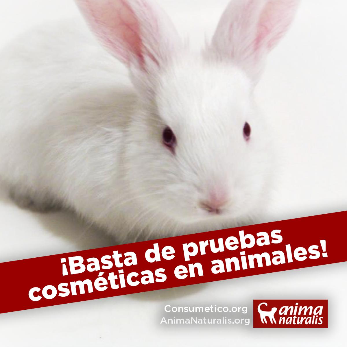 AnimaNat_Col's tweet photo. Solicitamos a los miembros de @CamaraColombia aprueben el Proyecto de Ley 120 de 2018, que prohíbe pruebas de productos cosméticos en animales y la comercialización de productos que presenten estas prácticas.
#NoMásTesteoAnimal #CrueltyFree https://t.co/K671bUBeGs