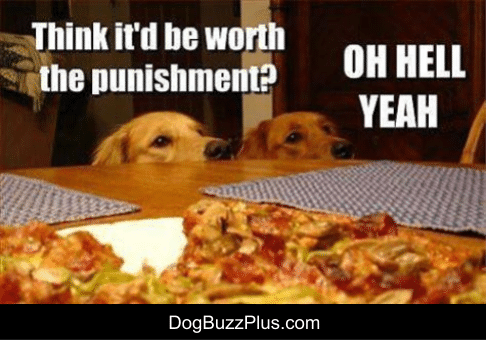 dogbuzzplus tweet picture