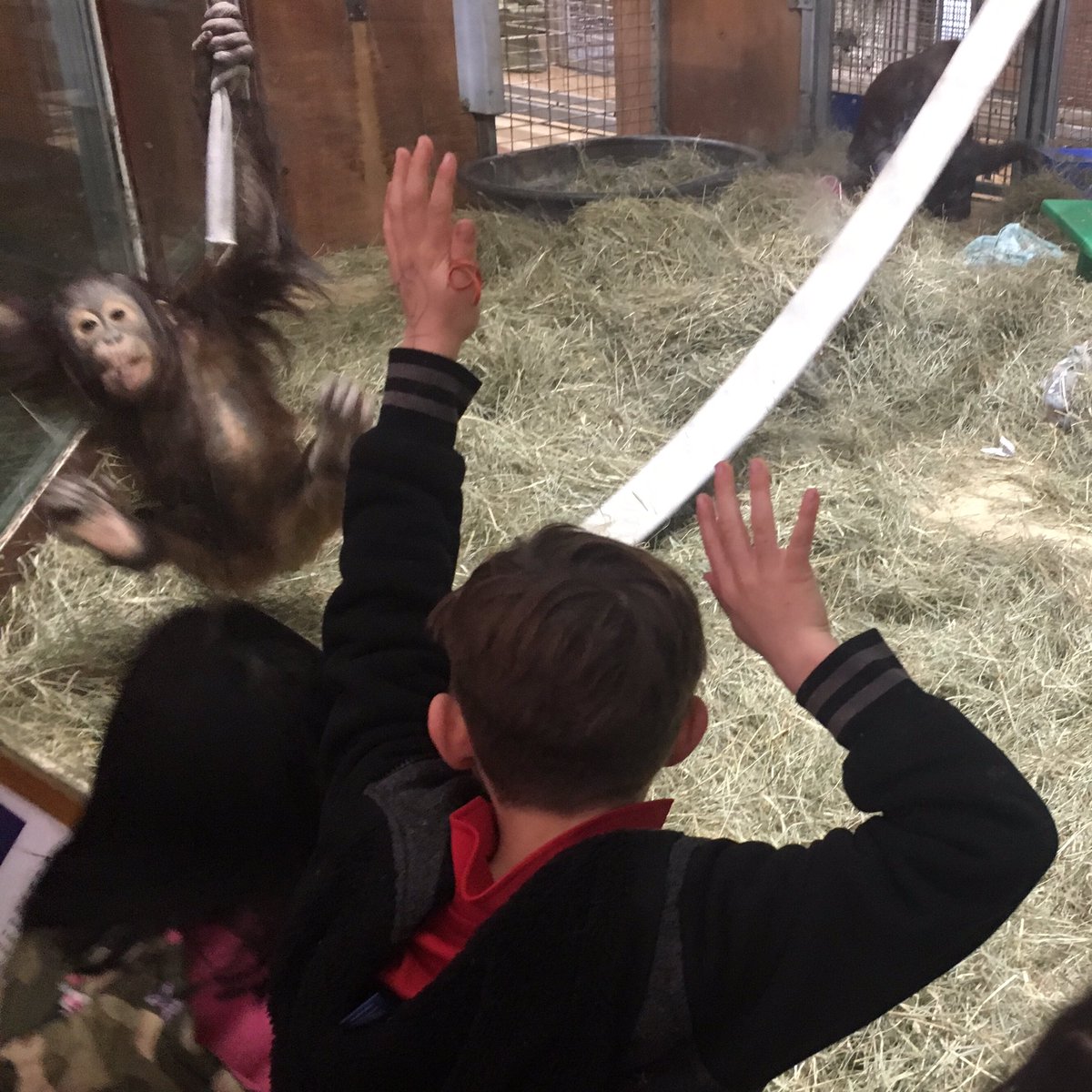 IIIBar's tweet photo. @MissHartsClass1 @NationalZoo Glad I could join the fieldtrip to the @NationalZoo  w @MissHartsClass1! A little monkey business and lots of fun! #RoundTrippedAll4 #RockinRobbins #WalkinRhinos https://t.co/XO4VfP69Vq