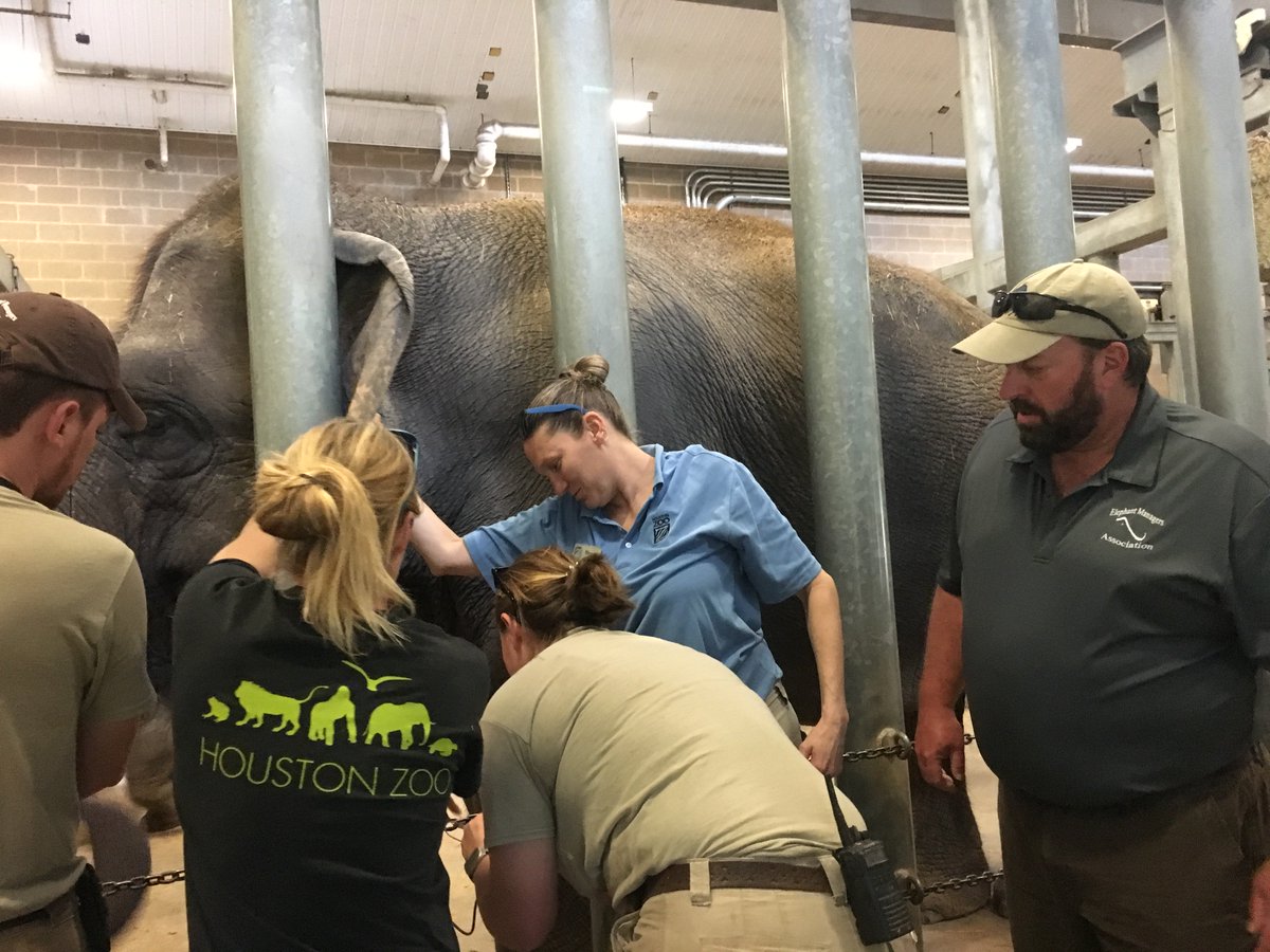 ElephantsIEF's tweet photo. Glimpse into practical demonstrations from EEHV Workshop last week hosted by @HoustonZoo. Although there is no cure or vaccine (yet), there are best practices in supportive care like plasma collection, which in an EEHV case can be administered to the affected calf #StompOutEEHV https://t.co/rw5GKIKY8F
