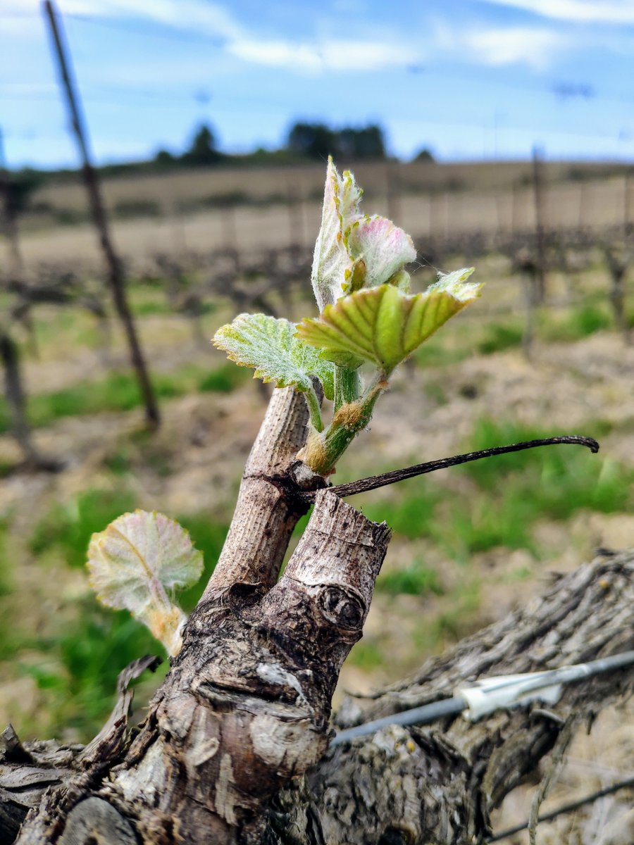 LaurentMiquel's tweet photo. The first leaves are starting to make an appearance on our vines #firstleaves https://t.co/6sWqrAb19L