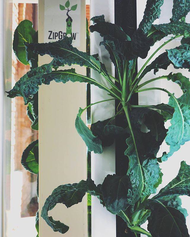 Day 91: I saw this lovely hydroponic system by @zipgrowinc set up while out at SoVi and my inner plant lover had to show my appreciation. I’ve always found these systems fascinating, I mean look at it, it is beautiful. These brassica were just hanging ou… bit.ly/2uF3EVF