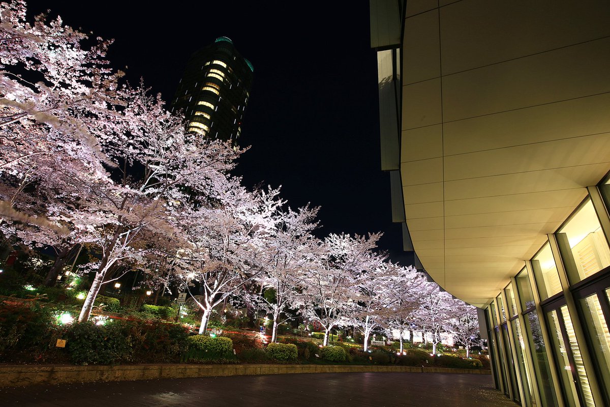 東京ミッドタウンの桜