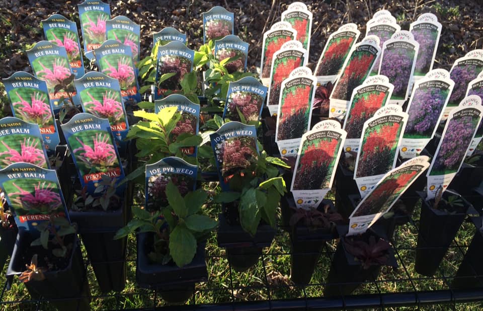 GA_Chamber's tweet image. We are excited to welcome The Native Niche as a Greencastle 3rd Saturdays in the Square vendor! facebook.com/events/2864839…
They are a family-owned business with a mission to help homeowners create beautiful easy-care and wildlife-friendly landscapes through the use of native plants.