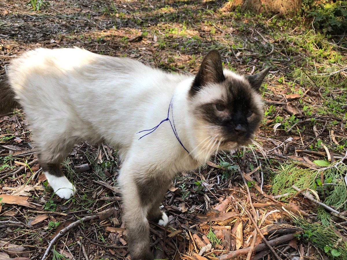 FrOliKii's tweet photo. Sunday was a beautiful last day 4 Oliver. We strolled in the soft grass then he &amp; mama shared sunbeam kisses b4 he went OTRB🌈. Miss you pal😿 https://t.co/Xe23VVBOkQ