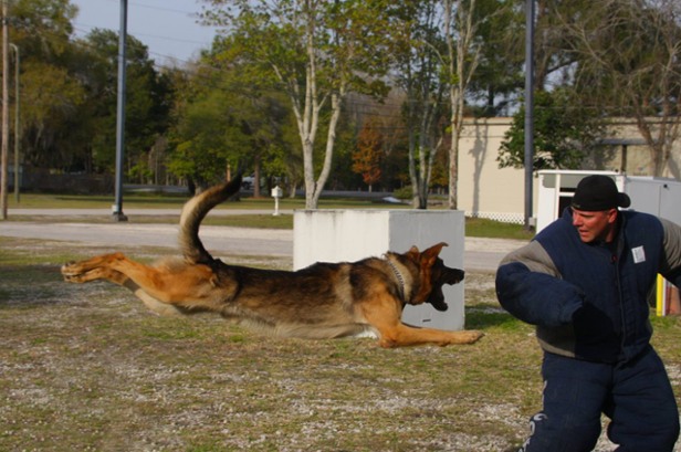 PascoSheriff's tweet photo. Coming in for a tooth hug! https://t.co/ltXvS2ZdzS