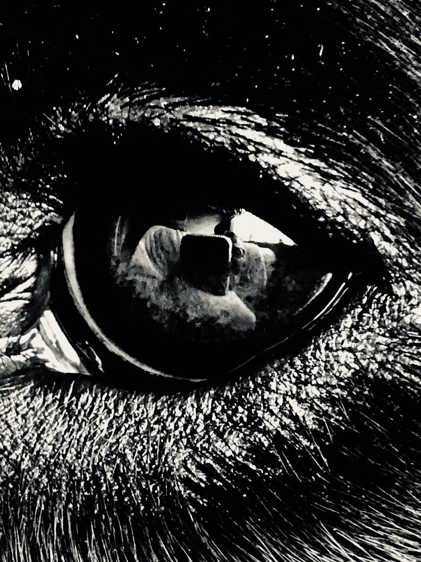 This is how I take my photos reflected in my guide dog (Perry)eye, a lot of irony there! @jmlpyt @NatGeoPhotos @photoblggr @DPhotographer @Apple @iphonelife @photogsofcolor @mrlewis90 @googlephotos @DisabledPhotoOz @photoblggr @AnimalPlanet @MeetAnimals