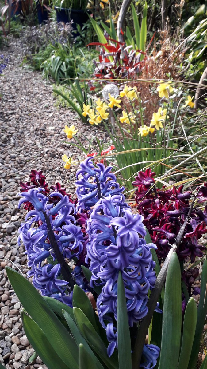 My secret spot in the sun in my little courtyard garden.... #gardening #gardendesign #abbeywood #se2