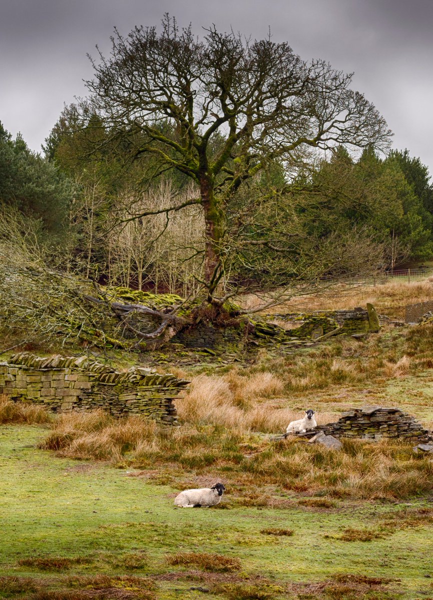 Wooly range rats in #Whitworth #Rochdale #Nikon #D810 and 50mm f1.8 lens