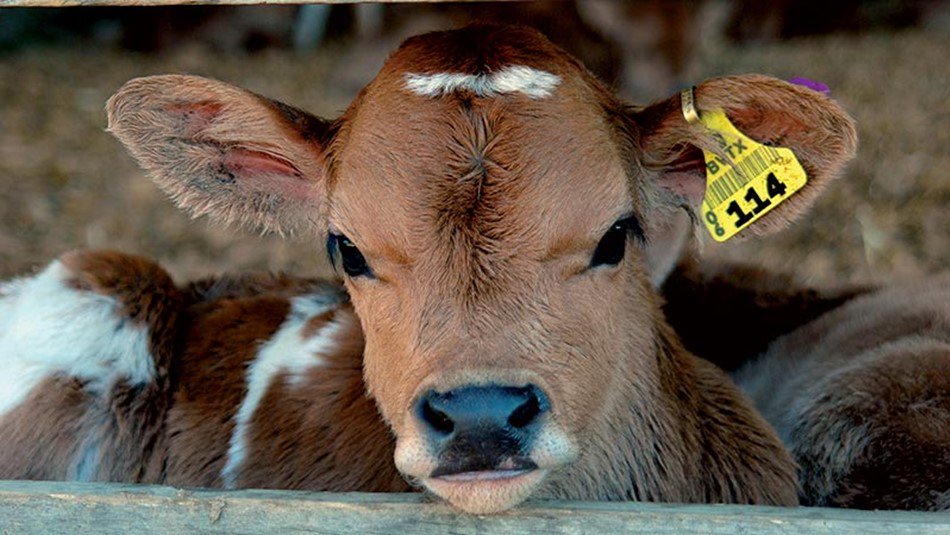 FeedForGrowth's tweet photo. Download our free Farmers Guide to Calf Scour - and find more about the causes, impact and what you can do to prevent this disease! >> https://t.co/t8ikVq8apq ๐๐๐ #Farm365 #TeamDairy #GrowBetterCows #Calving18 https://t.co/jzMbkpVTMC