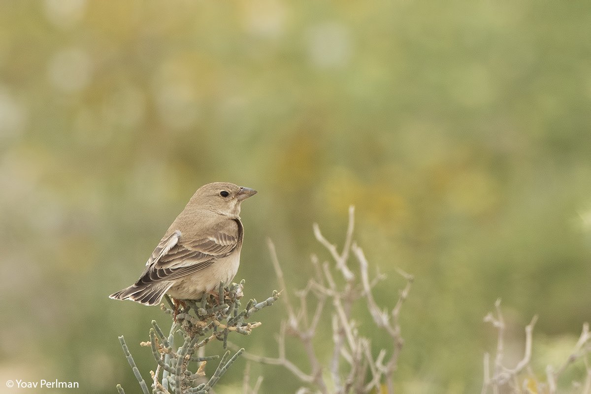yoavperlman's tweet image. Final COTF/IBOC write-up - check my blog: yoavperlman.com/2019/04/back-t…
#cotf19 #iboc2019 #birdobsunited