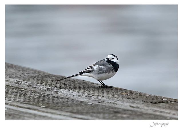 Bergeronette grise 🐦
.
.
#birds #bergeronette #birding #exclusivewildlife #sharecangeo #nuts_about_birds #water #ig_birds #ig_great_pics #eye_spy_birds #instanatura #kings_birds #your_best_bird #yourshotphotographer #bird_brilliance #waterscape #wild… ift.tt/2OGVpBH