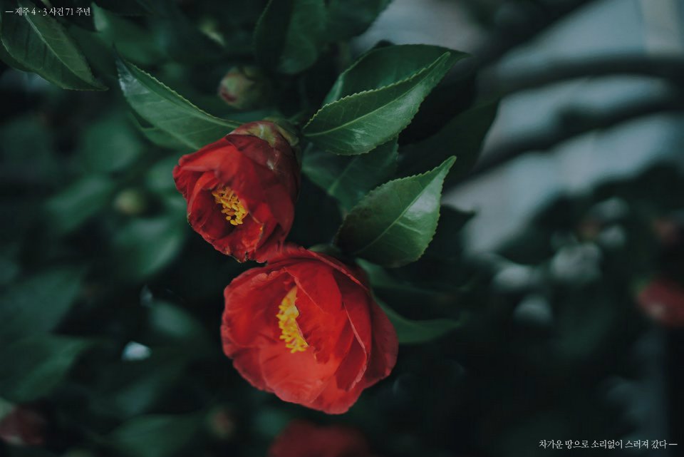 제주 4·3 사건 71주년입니다. 4월에는 동백꽃을 달아 주세요.