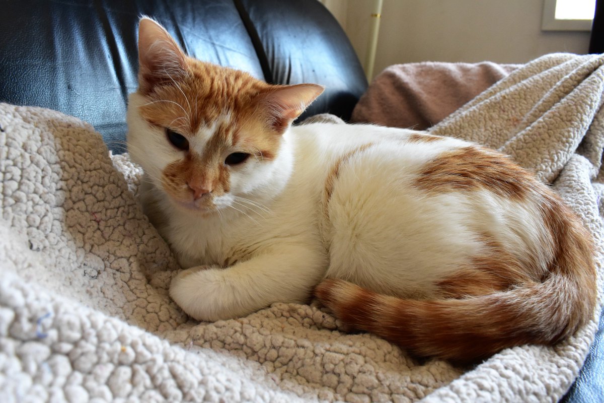FartyCheddarCat's tweet photo. I has a sad,
Cuz baby went home.
I has a sad,
Cuz now I alone.
Gwate anty came,
and tooked him away.
Now I is sad,
dere's no one to play.
I has a sad,
cuz we is a pair.
I has a sad,
cuz it jus not fair!
#CheddarPoetry https://t.co/OoPiUxyljK