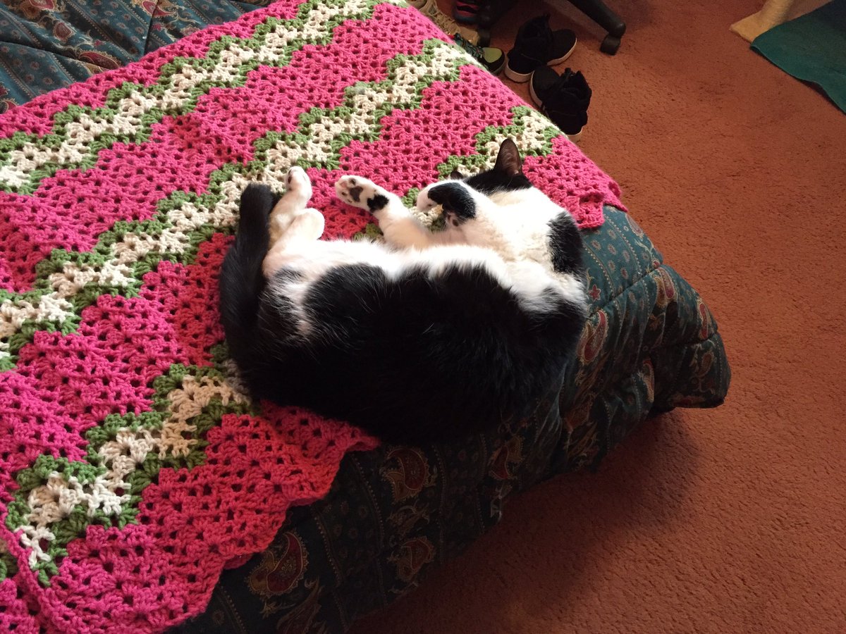 Henry likes living (sleeping) on the edge. #LivingDangerously #CatLife