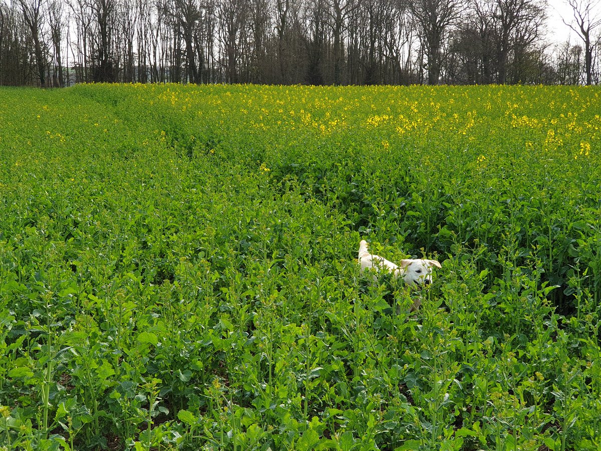 jptrickett's tweet photo. 1 April pic of difference between OSR grazed by sheep or not. The grazed crop is slower to start flowering and is shorter by at least 1 foot. Ungrazed not had PGR, but the PGR in the grazed (aka sheep) has been very effective. #NaturesPGR #notpigeons https://t.co/j12UsAZUAN