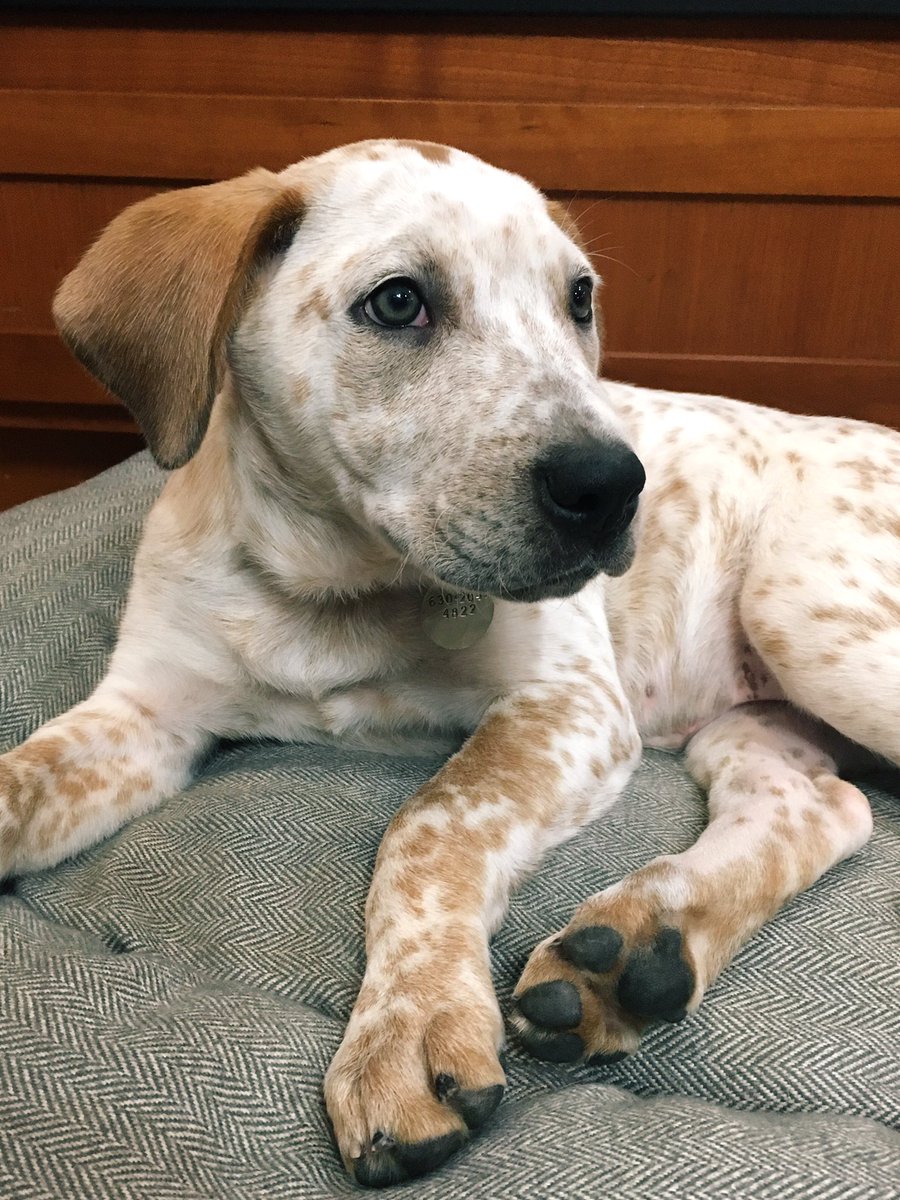 IDsdub's tweet photo. @dog_rates https://t.co/5t0C4T9jyV