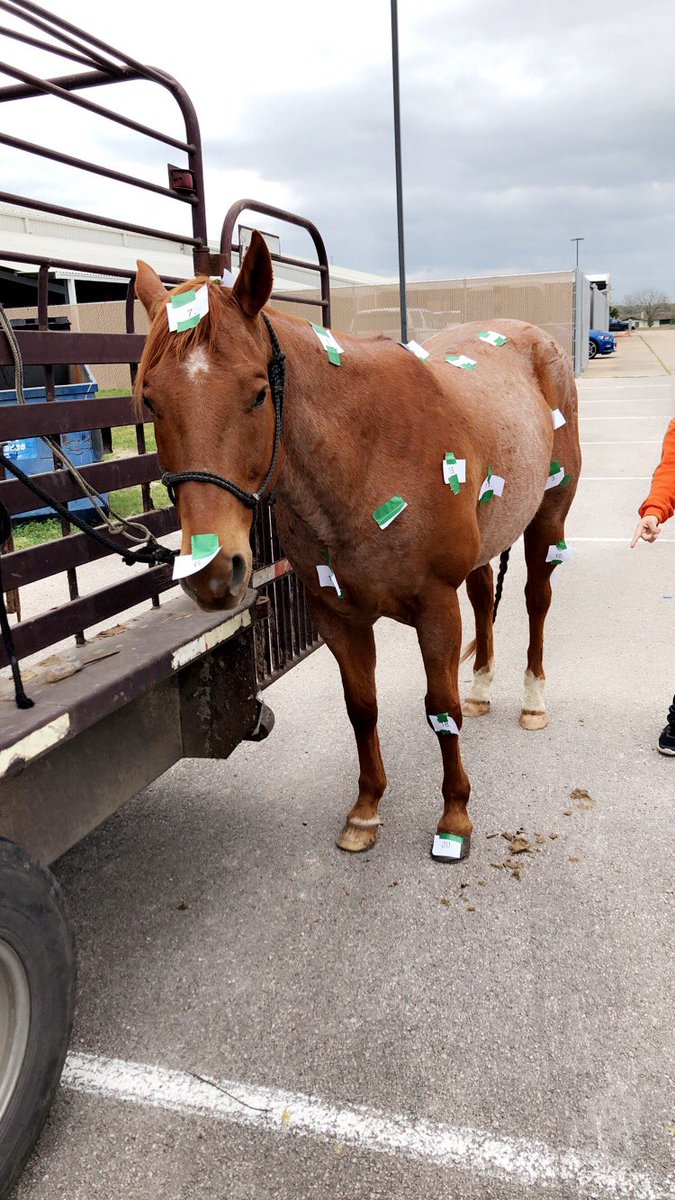 Becky_Maass's tweet photo. Vet Med students mapping out digestive system.#paintedhorse and Equine science labeling parts of the horse. #TxEdTuesday  #TeachAg  @BelieveItSeeIt @ElginSupt @EHS_princ #MoreThanATest https://t.co/PgWfOn9Eum