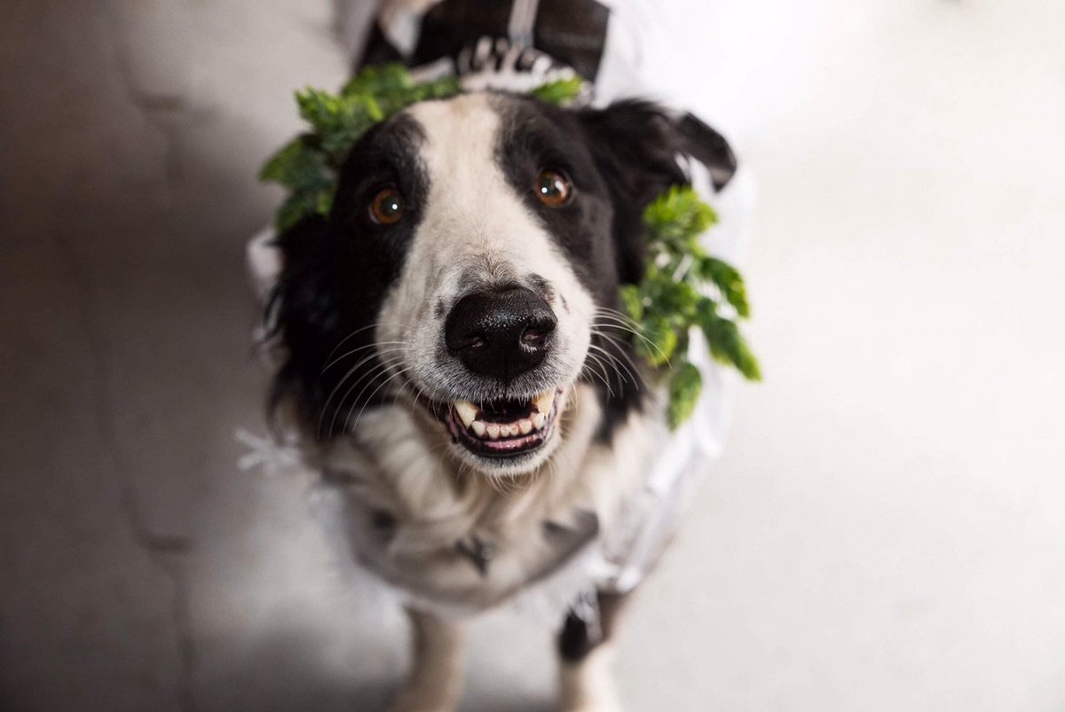 ThomasCreekHomebrew tweet media