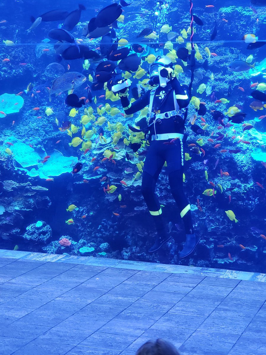 LLopezDMS's tweet photo. Today's adventure: @GeorgiaAquarium! We've already seen a dive q/a show and a dolphin show! #DMSGensOnBreak https://t.co/DAUw1fKCed