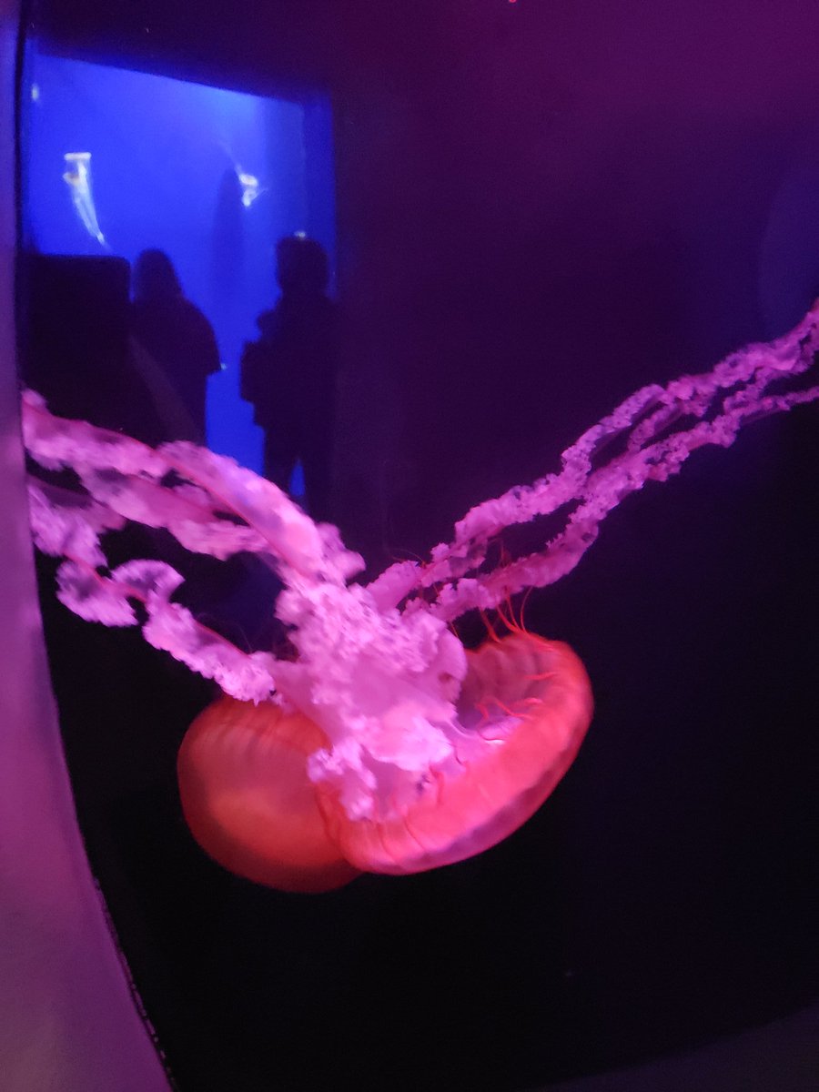 LLopezDMS's tweet photo. Today's adventure: @GeorgiaAquarium! We've already seen a dive q/a show and a dolphin show! #DMSGensOnBreak https://t.co/DAUw1fKCed