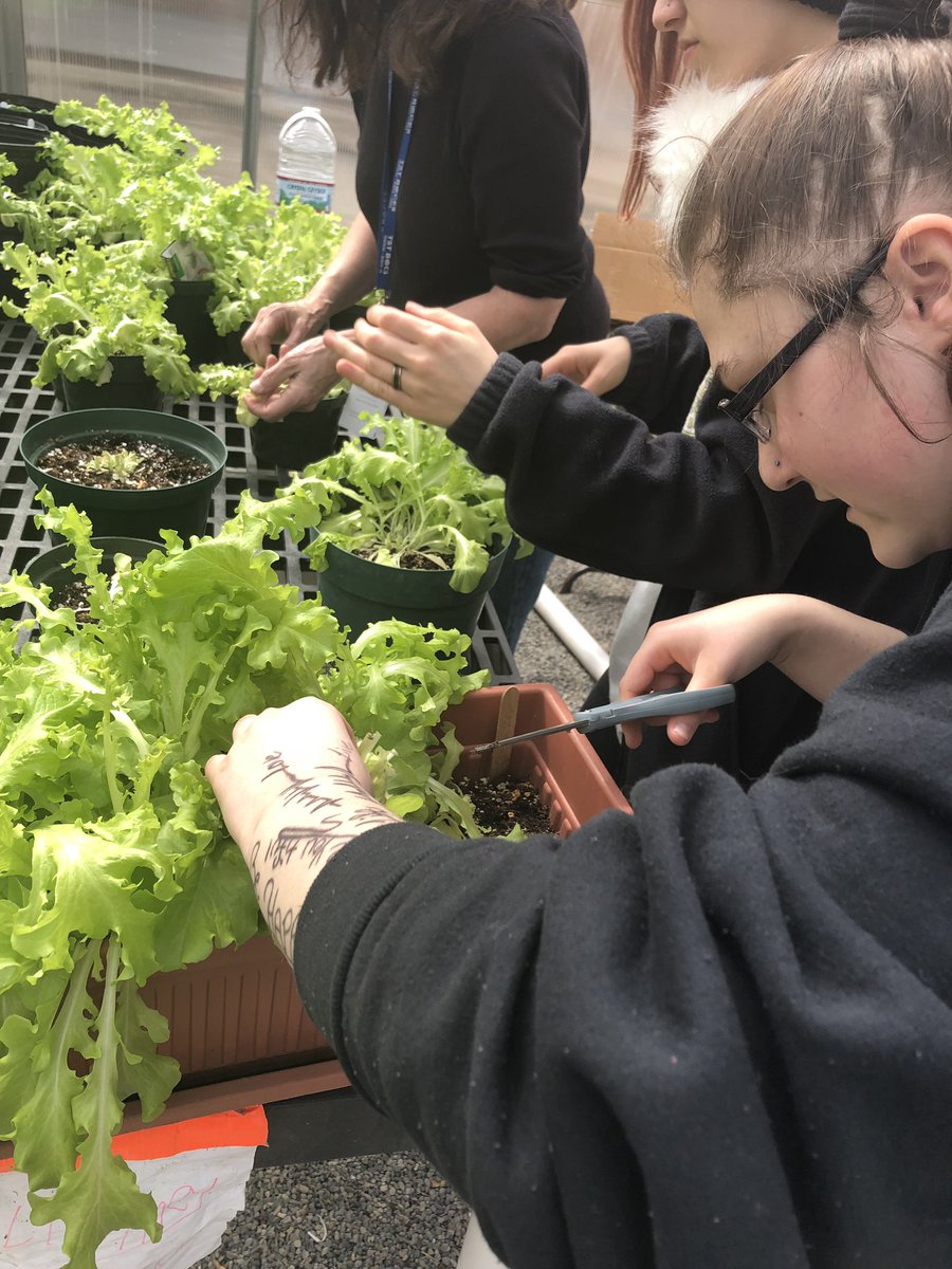 renee_christop's tweet photo. Farm to table! Lettuce to be served at tonight’s BOE dinner. #lovemystudents #CTErocks #CTEScience #CTELearnToEarn @TSTboces @jpodolakcte https://t.co/OU2JgCClhw