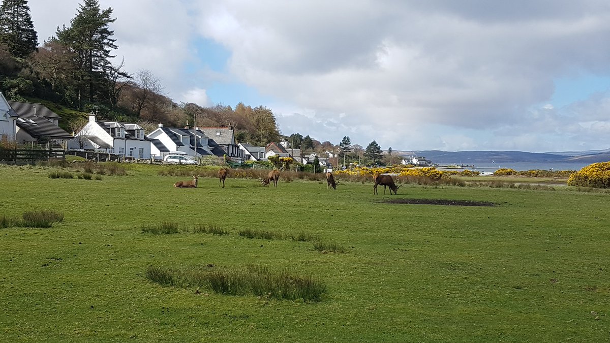 Even the deer came out in support of #Arranresidents against the #ScottishSalmonCompany proposal for mega salmon farm off NEArran. Many locals left disappointed as SSC unwilling to address meeting. Don't forget to sign our petition against the development: bit.ly/2JZusus