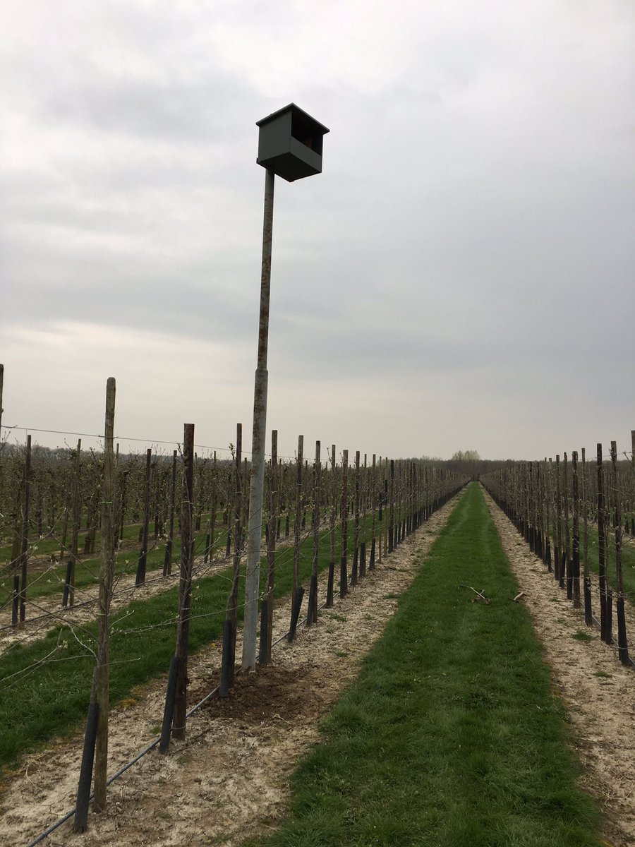 JacquesvdPloeg's tweet photo. Vanmiddag een #torenvalk kast geplaatst op een fruitteeltbedrijf. Marterproof door het gebruik van een lantaarnpaal. Nu afwachten of het goed gekeurd gaat worden. #muizeneter #wrnop #Noordoostpolder https://t.co/gcmOzIeIsS