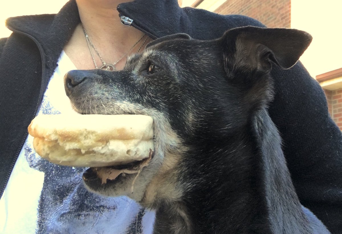 lynromanko's tweet photo. Damn Squirrels.Failed to do a safety  check of the fenced-off doggy area of yard this morning. Mister hit the jackpot. It took near a half hour of sweet talk &amp; bribery before he gave in &amp; dropped it. Honest to gawd -stubborn clown. Always testing. #TODogs #OiBigGob #LongBranchTO https://t.co/2ixNZIq56z