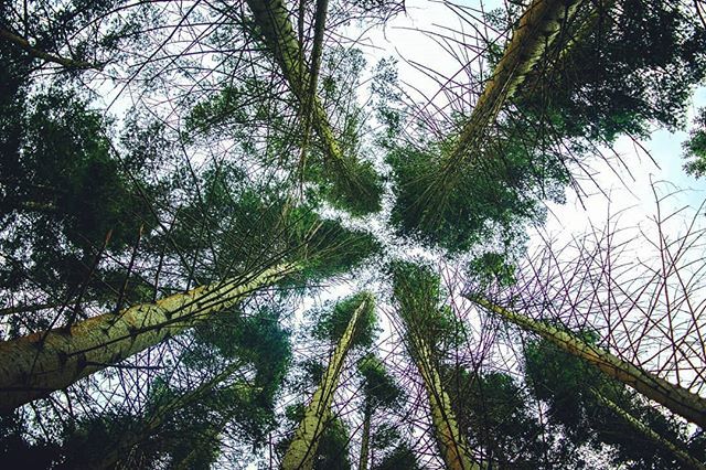 TheStrongBear1's tweet photo. Straining my neck 🌲🌲🌲
.
.
.
.
.
.
.
#trees #tree #skyward #sky #angle #up #upward #nature #interesting #shapes #branches #leaves #forest #woods #green #outdoors #art #photography #tree_brilliance #scotland #scottish #Scotlandthegreat #tree_shotz #tre… https://t.co/cPspdjJBpQ https://t.co/HJXNwM0FJF