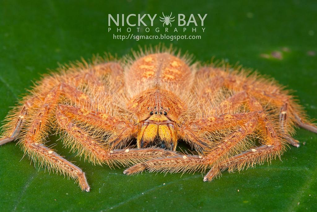 David Bowie, ce chanteur légèrement inconnu, a une jolie araignée orange à son nom ! Heteropoda davidbowie vit dans les forêts humides de Malaisie et les femelles peuvent atteindre 10/12 cm d'envergure !