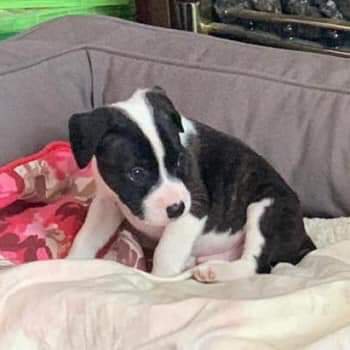 #Stolen Rocky 12 week old #StaffordshireBullTerrier Cross #Puppy. #Lost #LittleHulton #Manchester #M38 area. Has anyone approached you offering to sell you a puppy like Rocky. 
doglost.co.uk/dog-blog.php?d… 
#MissingDog #LostDog #ScanMe