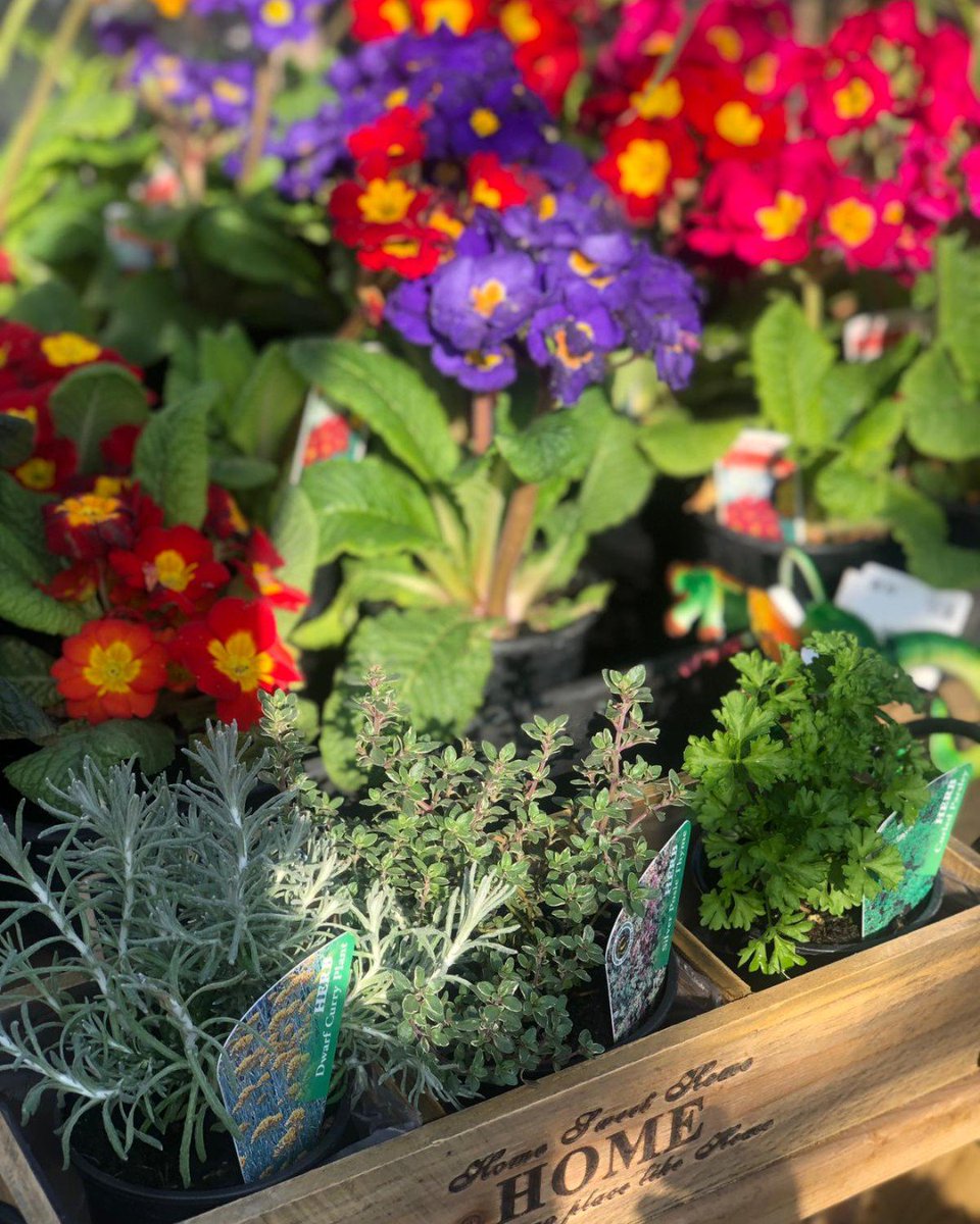 EngineYardBC's tweet photo. All the spring colours are out in The Idle Mole green house, have you seen the incredible hanging baskets? Don't worry if you haven't got a green thumb there are some already handmade. #EngineYard #BelvoirCastle #Gardens #Gardening #Flowers https://t.co/WAHT5sIwnr