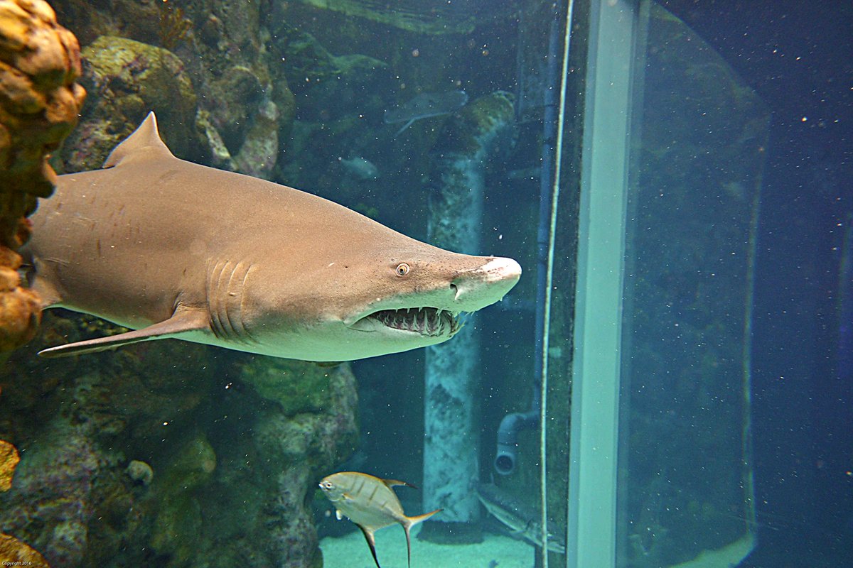 You guys! I went diving with sharks at the <a href="/floridaaquarium/">The Florida Aquarium</a> and it was CRAZY awesome! Check out my experience here - bit.ly/2COrNOc #floridaaquarium