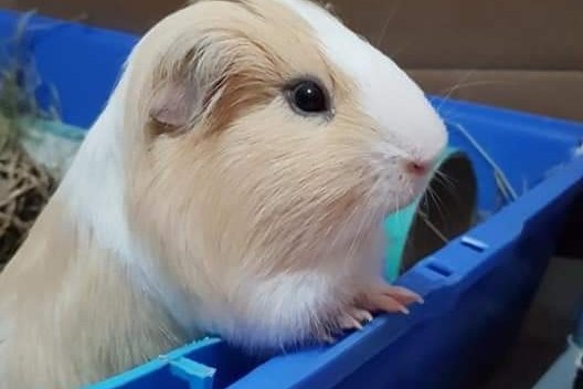 toulsonaj's tweet photo. Please support my GoFundMe campaign: #guineapig #help https://t.co/Szyefrvu93 @gofundme https://t.co/YbLO9xmvsT