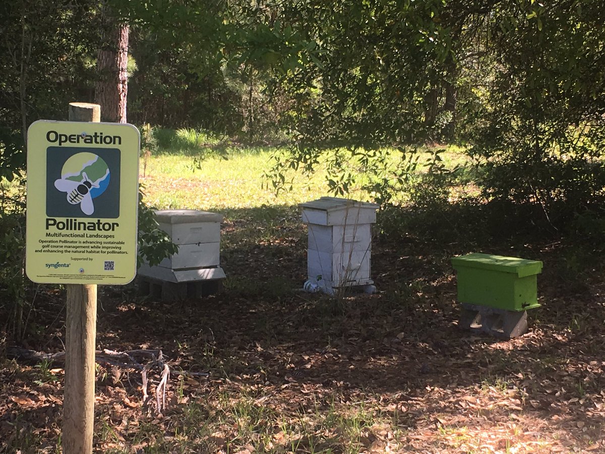 Successfully collected a swarm of bees from a residents lawn yesterday and moved it to a safe location at our maintenance facility! #moneyhill #operationpollinator #lamsgcsa