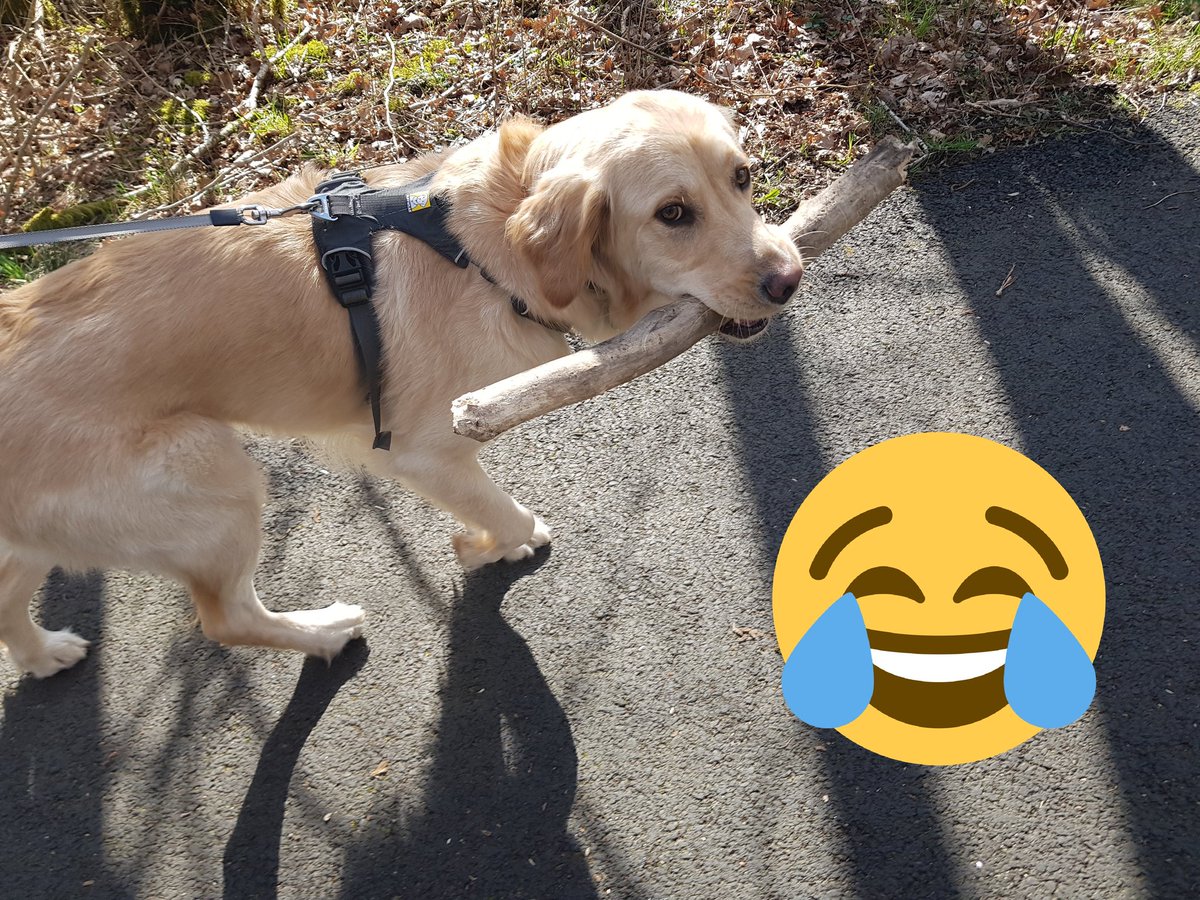 RadioKrystle's tweet photo. @kevkelly Now that's what you call a stick 😁🐾🐶 https://t.co/MkbhMRemMT