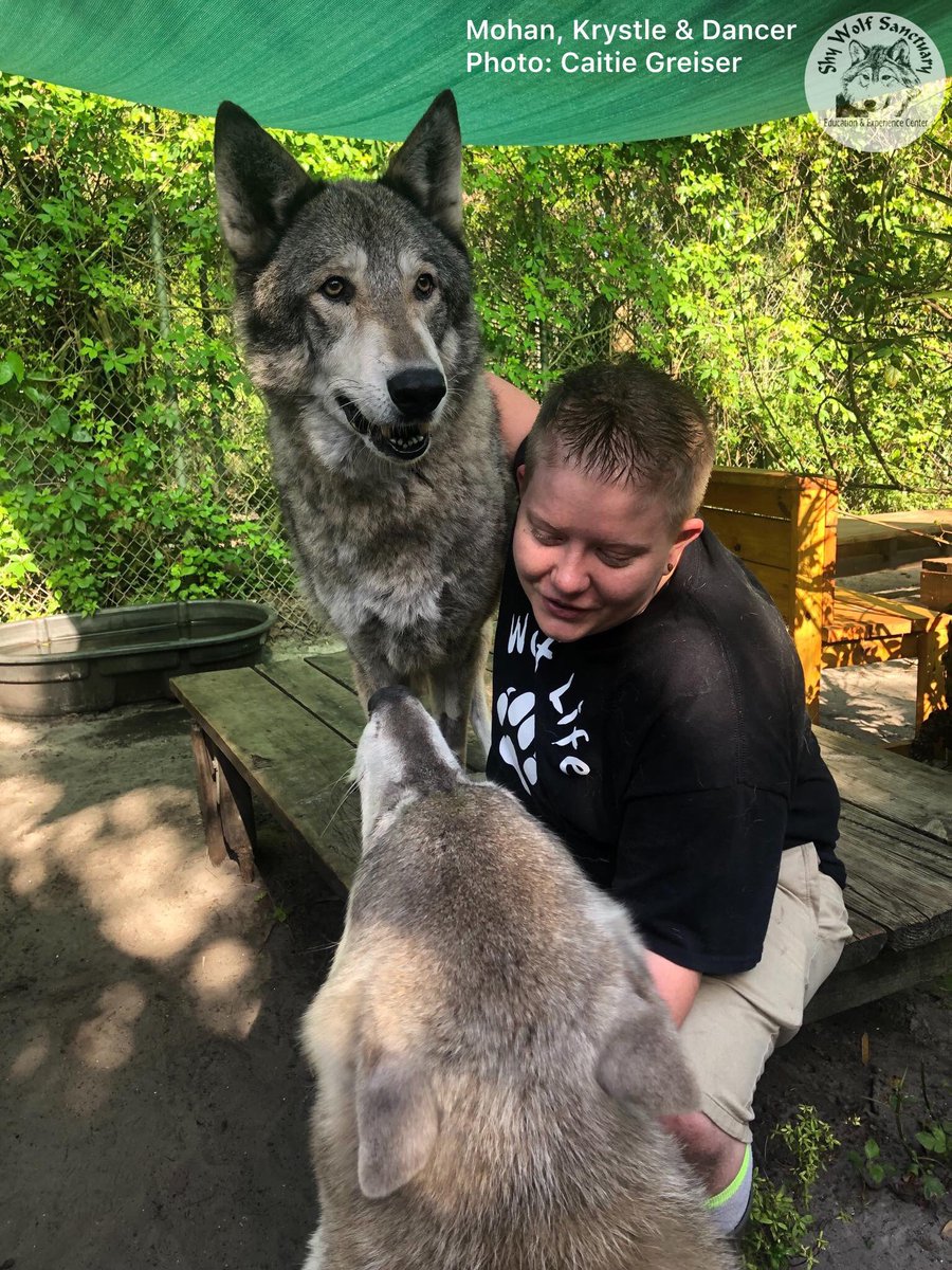 ShyWolfSanct's tweet photo. Humans have two hands so they can pet two animals at once ♥️ https://t.co/NaNInZpHzb