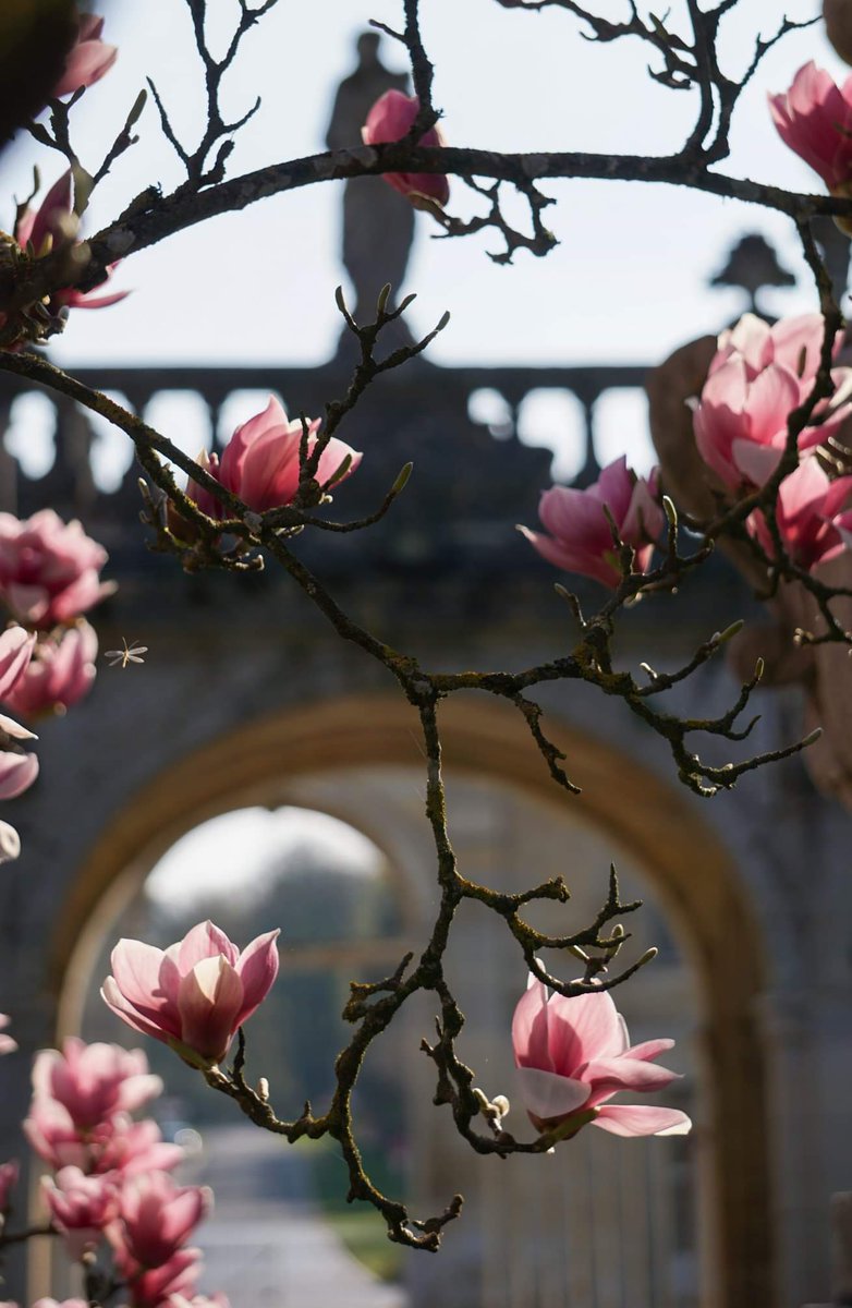 Le #magnolia de l'abbaye de Trois-Fontaines en fleurs 🌸
@A_ARBRES 
#arbreremarquabledefrance #marne #hautemarne #meuse #saintdizier #champagne #grandest