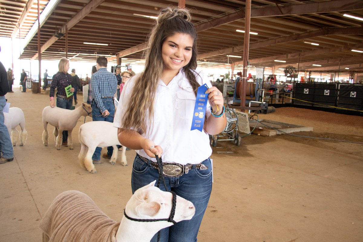 redoakisd's tweet photo. The @RedOakFFA chapter had over 100 members and #ROISD students participate in the Ellis County Youth Expo. #RO students took away 2 grand champions, 6 Breed/Division Champions, 10 1st place ribbons, 10 2nd place ribbons, 8 3rd place ribbons, &amp; more! https://t.co/lv6YVLsQg3