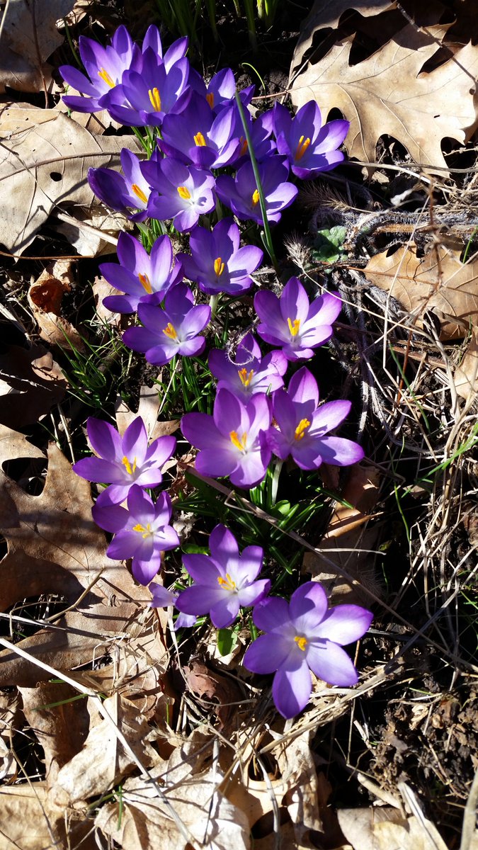 mimulusly's tweet photo. #AngiospermAlphabet Day 9: I is for #Iridaceae, the iris family. Here is #Hesperantha coccinea from the #uconneeb greenhouse, plus bonus #Crocus flowers from my neighborhood! #botany https://t.co/5Tpkd62LQx