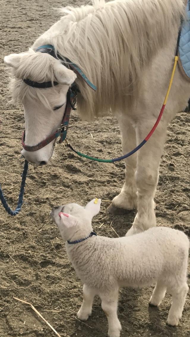 LittleR90284447's tweet photo. Me and Gerald having a catch up.  Sometimes, I run alongside him to show him how it's done😊 #ponies #naturelovers #animals #babyanimals https://t.co/xXlnqxiTiE
