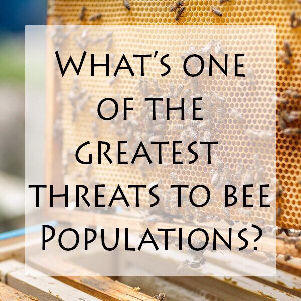 beecaringbabson's tweet photo. Did you know, that parasites are one of the biggest problems for bees? #bees #beefacts #beeducated #extinction #unitedstates #nature #facts #giveabuzz #savethebees #funfacts https://t.co/iW2JmLs2gc