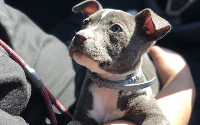 puppy playgroup petsmart